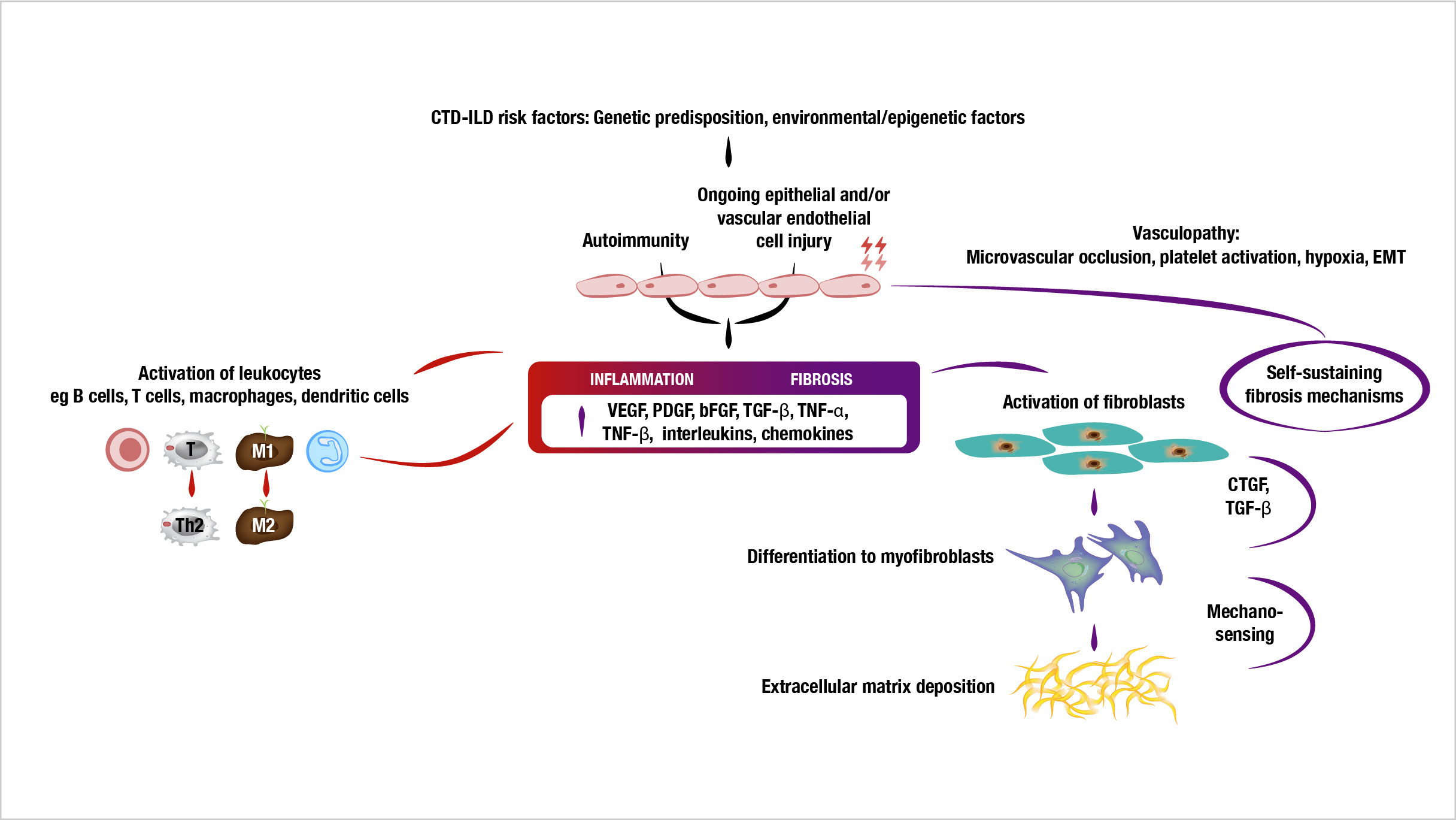 Inflammation And Fibrosis In Ctd Ilds